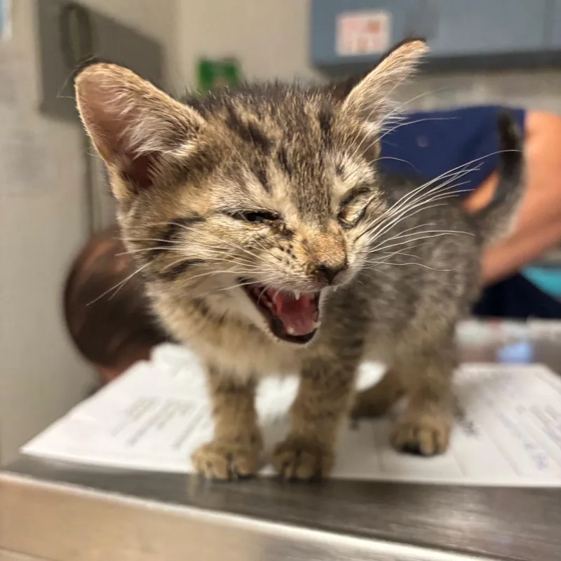 A baby small-sized female Gray / Blue / Silver Domestic Short Hair cat named Frisky for adoption in Charleston, WV