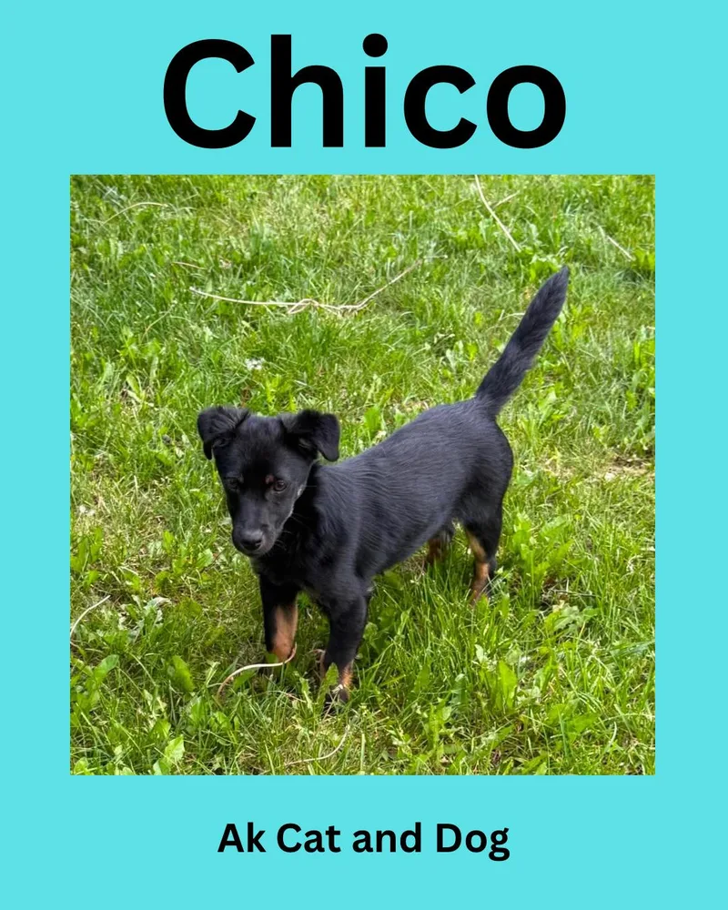 A young small-sized male Chihuahua dog named Chico for adoption in Wasilla, AK