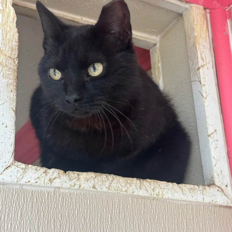 A young medium-sized female Black Domestic Short Hair cat named Big Tail for adoption in Dallas, TX