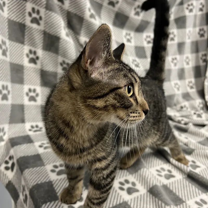 A young medium-sized female Tabby (Brown / Chocolate) Domestic Short Hair cat named Ari for adoption in Fairmont, MN