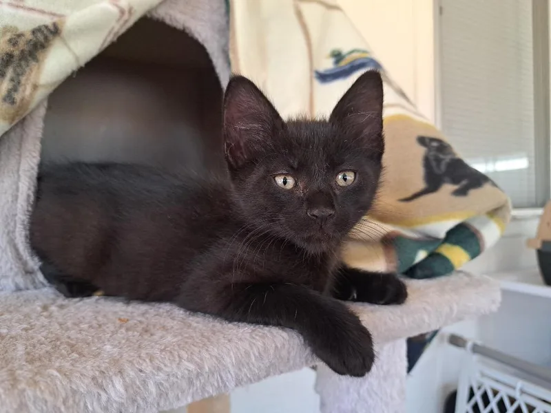 A baby medium-sized female Domestic Medium Hair cat named Otter for adoption in Peoria, AZ