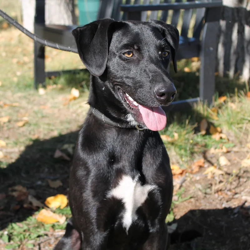 A young medium-sized male Mixed Breed dog named Otter for adoption in McCall, ID