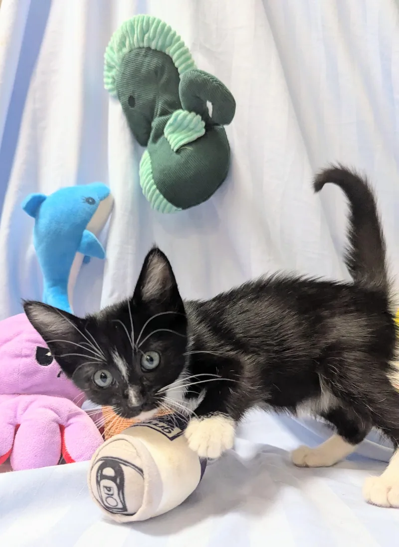 A baby large-sized male Domestic Short Hair cat named Smoke for adoption in Los Angeles, CA