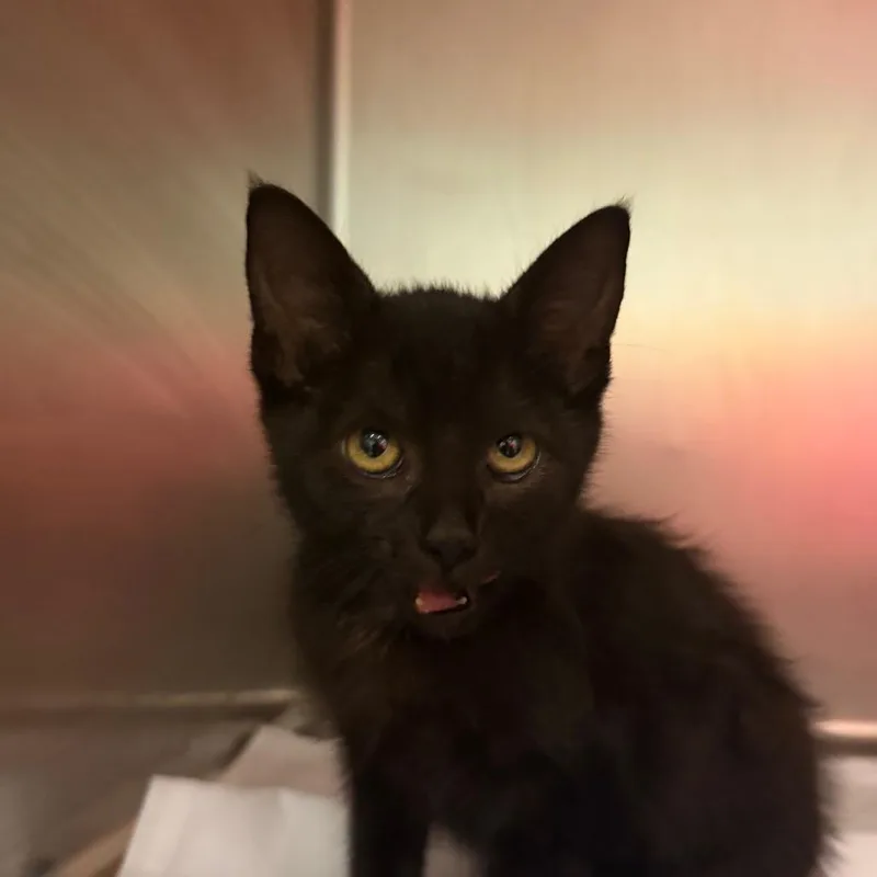 A baby small-sized female Black Domestic Short Hair cat named Raelyn for adoption in Chattanooga, TN