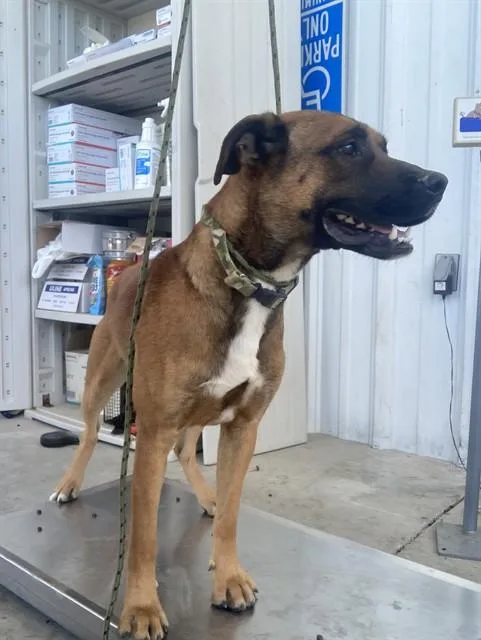 A young large-sized male Pit Bull Terrier dog named Jedi for adoption in Bakersfield, CA