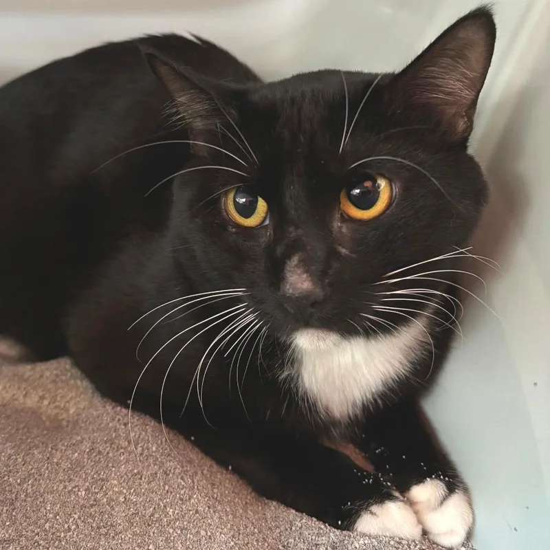 A young medium-sized male Black Domestic Short Hair cat named Buster for adoption in Sarasota, FL