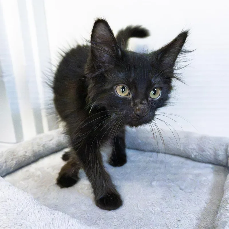 A baby small-sized female Black Domestic Long Hair cat named Chicken Quesadilla for adoption in South Elgin, IL