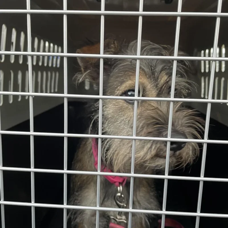 A young small-sized female Brown / Chocolate Terrier dog named Brazstray for adoption in Lake Jackson, TX