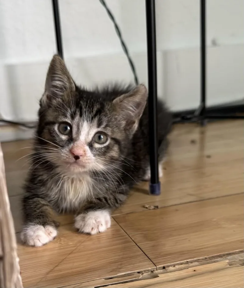 Toti & Rocket Bonded thumbnail 3