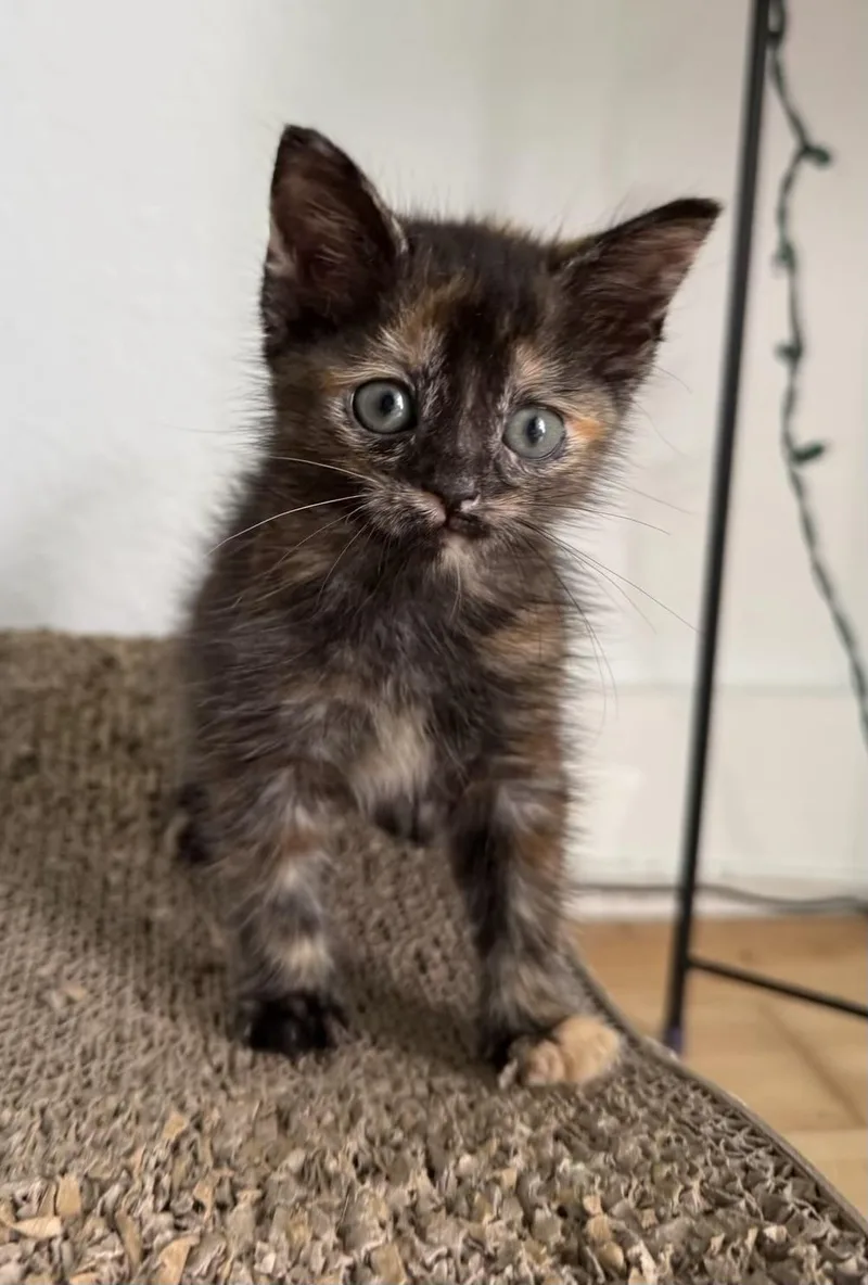 A baby small-sized female Tabby (Buff / Tan / Fawn) Domestic Short Hair cat named Toti & Rocket Bonded for adoption in Boca Raton, FL