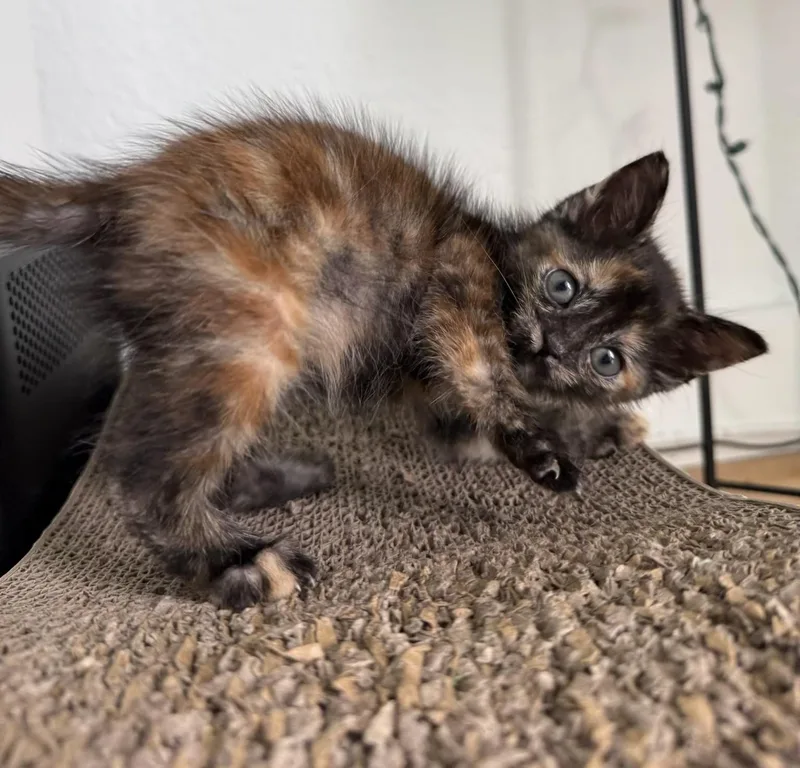 Toti & Rocket Bonded thumbnail 4