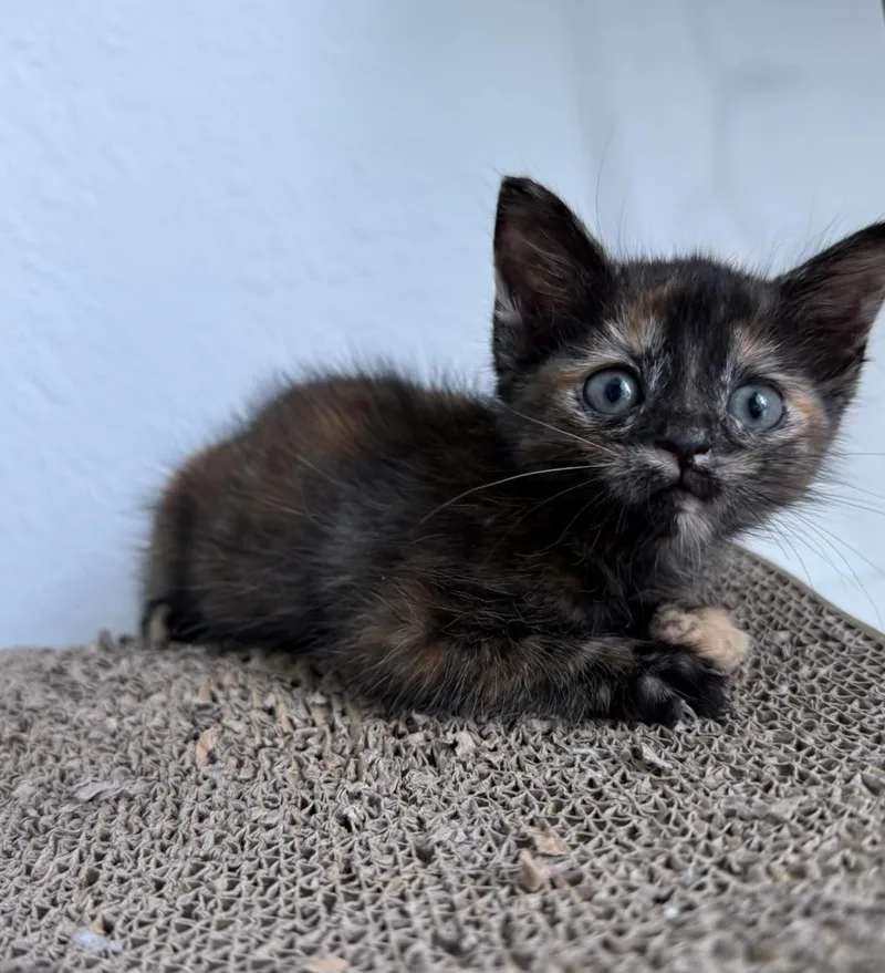 Toti & Rocket Bonded thumbnail 5