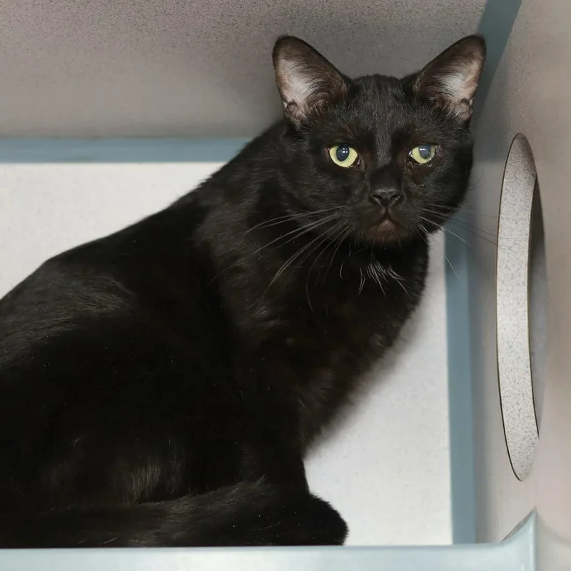 An adult medium-sized male Black Domestic Short Hair cat named Pee Wee for adoption in Evansville, IN