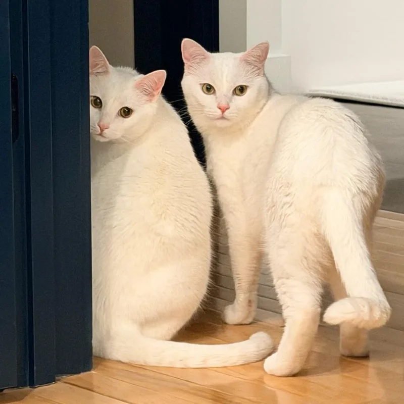 An adult small-sized male White Domestic Short Hair cat named Soji for adoption in PITTSBURGH, PA