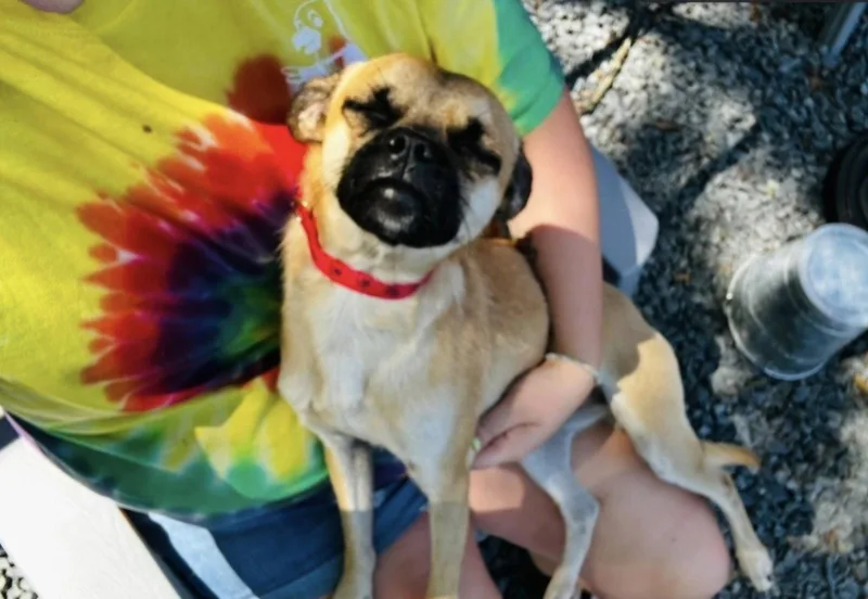 A young small-sized male Pug dog named Pugsley for adoption in Albemarle, NC