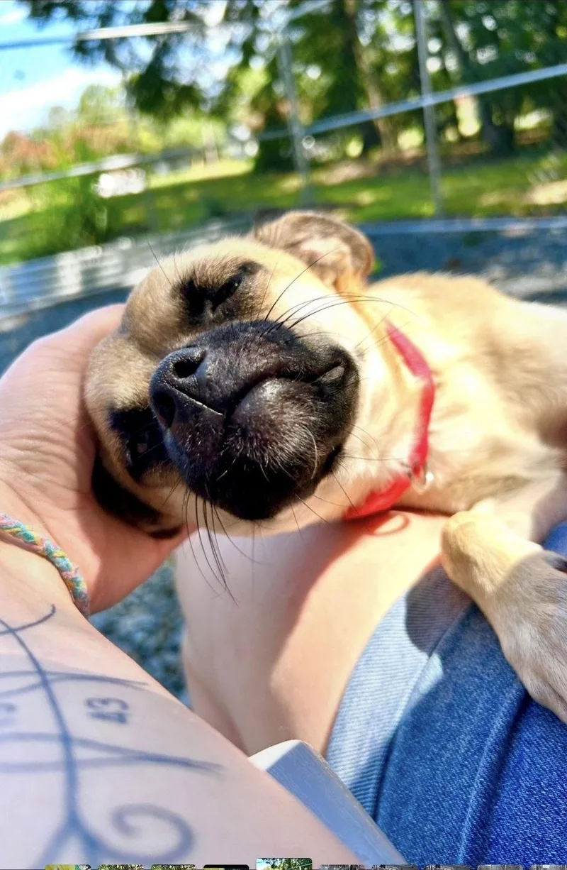 Pugsley thumbnail 2