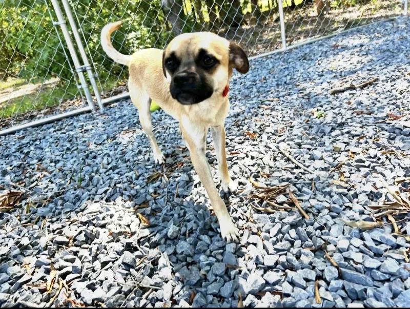 Pugsley thumbnail 3