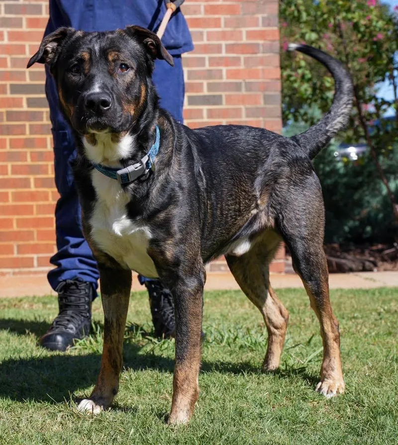 An adult large-sized male Shepherd dog named Dobey for adoption in Stillwater, OK