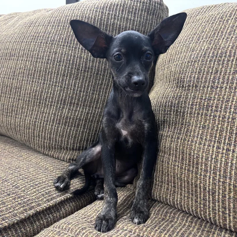 A baby small-sized female Black Chihuahua dog named Double Chocolate Cookie for adoption in Hattiesburg, MS