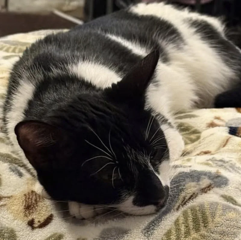 A young medium-sized female Black & White / Tuxedo Domestic Short Hair cat named Mitts for adoption in Rochester, NY