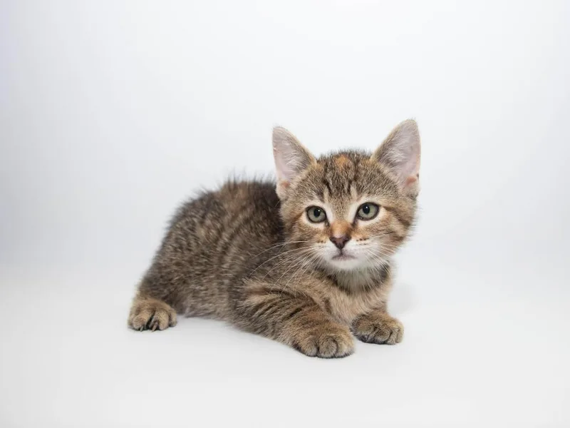 A baby medium-sized female Domestic Short Hair cat named Jambalaya for adoption in Lansing, KS