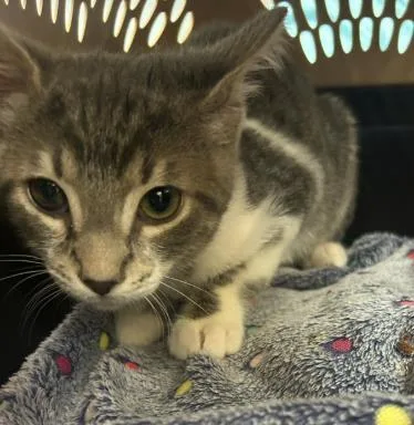 A baby small-sized male Domestic Short Hair cat named Mika for adoption in Gainesville, FL