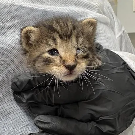 A baby small-sized male Brown / Chocolate Domestic Short Hair cat named FurBearing Trout for adoption in New York, NY