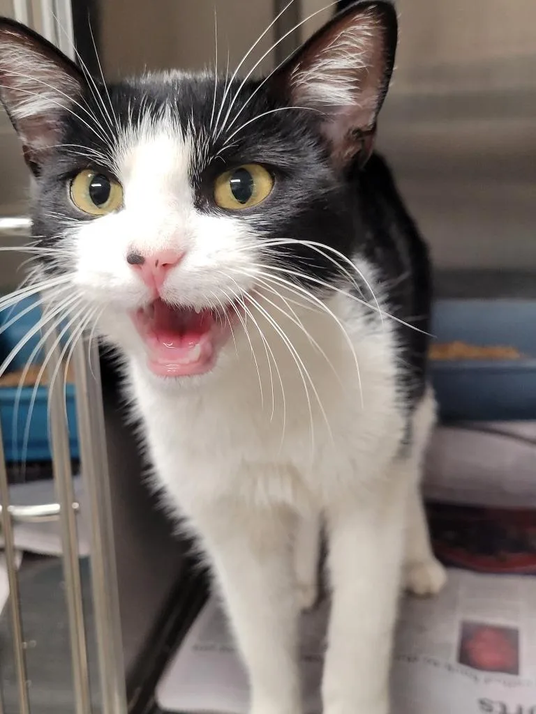 An adult large-sized female Domestic Short Hair cat named Petunia for adoption in Hopkinsville, KY