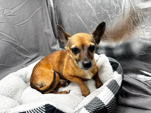 An adult small-sized female Chihuahua dog named Jodi for adoption in Appling, GA