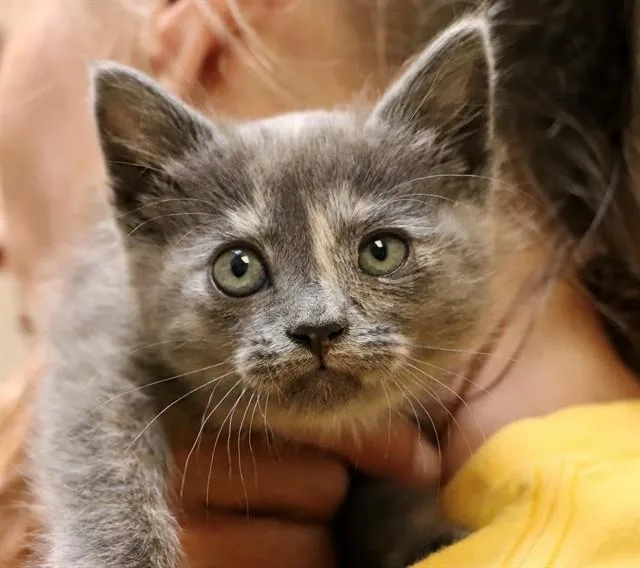 A baby small-sized female Domestic Medium Hair cat named Chacha for adoption in San Luis Obispo, CA
