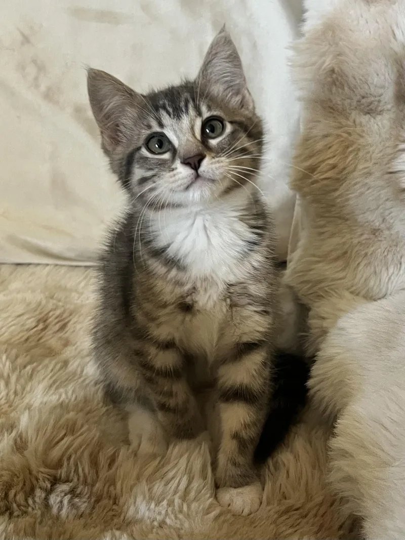 A baby medium-sized female Domestic Short Hair cat named Siracha for adoption in Penryn, CA