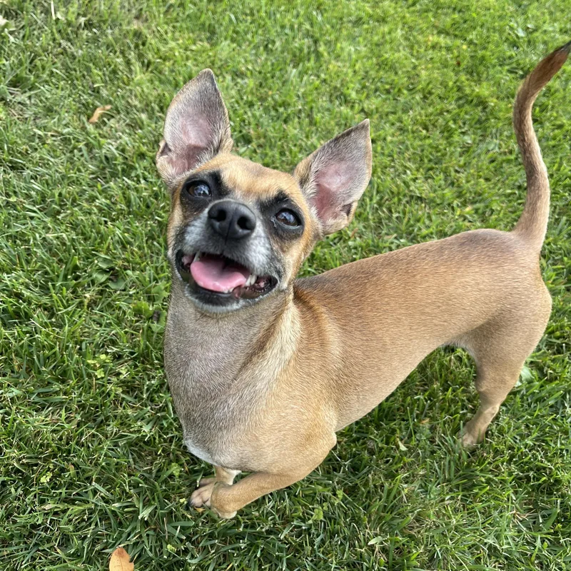 Sophia