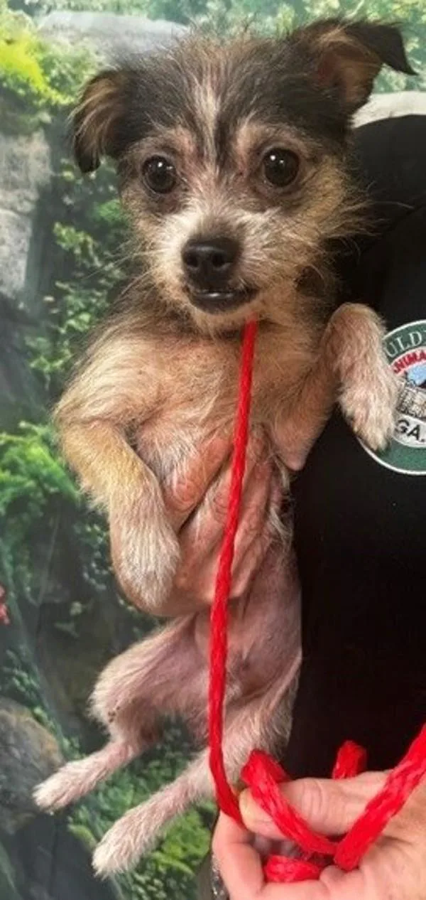 An adult small-sized male Terrier dog named Opie for adoption in Dallas, GA