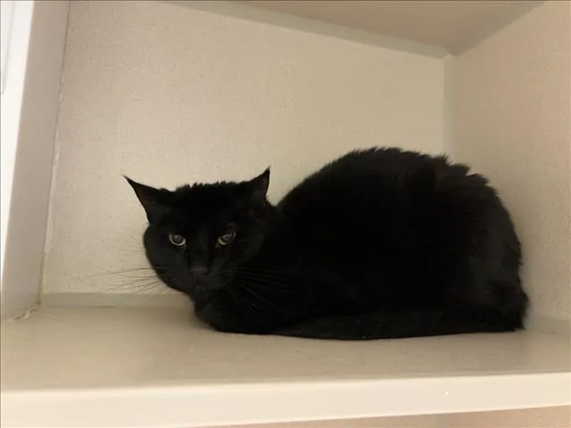 An adult small-sized female Domestic Short Hair cat named Umbreon for adoption in Loveland, CO