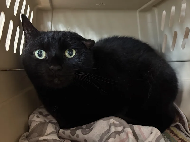 A senior medium-sized female Black Domestic Short Hair cat named Cola for adoption in Eatontown, NJ