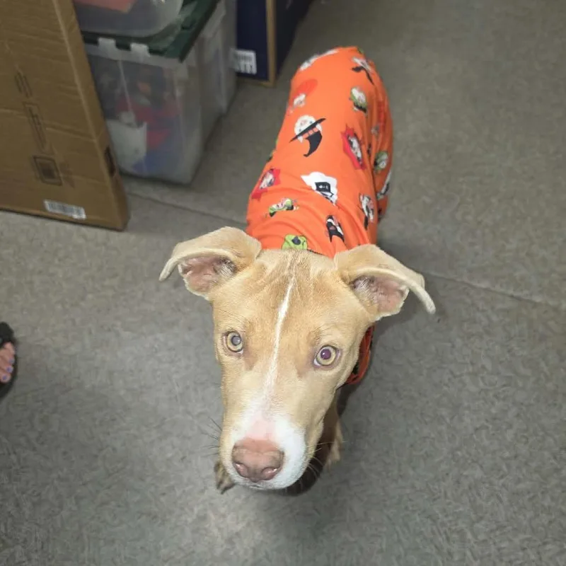 A young medium-sized female Yellow / Tan / Blond / Fawn Pit Bull Terrier dog named Penny for adoption in West Richland, WA