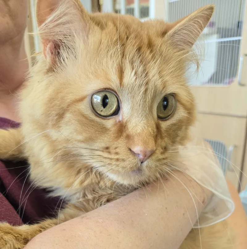 An adult medium-sized male Orange / Red Domestic Long Hair cat named Jasper for adoption in Mokena, IL
