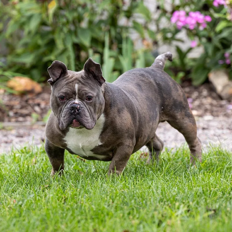 An adult large-sized male English Bulldog dog named Taito for adoption in Council Bluffs, IA