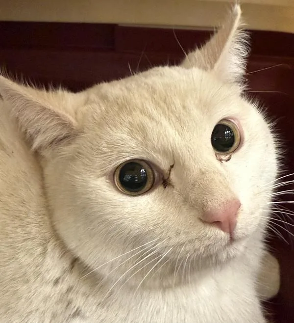 An adult medium-sized male Domestic Short Hair cat named Petal for adoption in Golden, CO