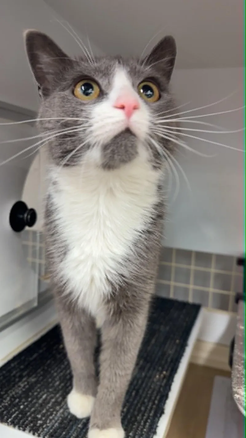A young medium-sized female Gray & White Domestic Short Hair cat named Allie for adoption in Stewartsville, NJ