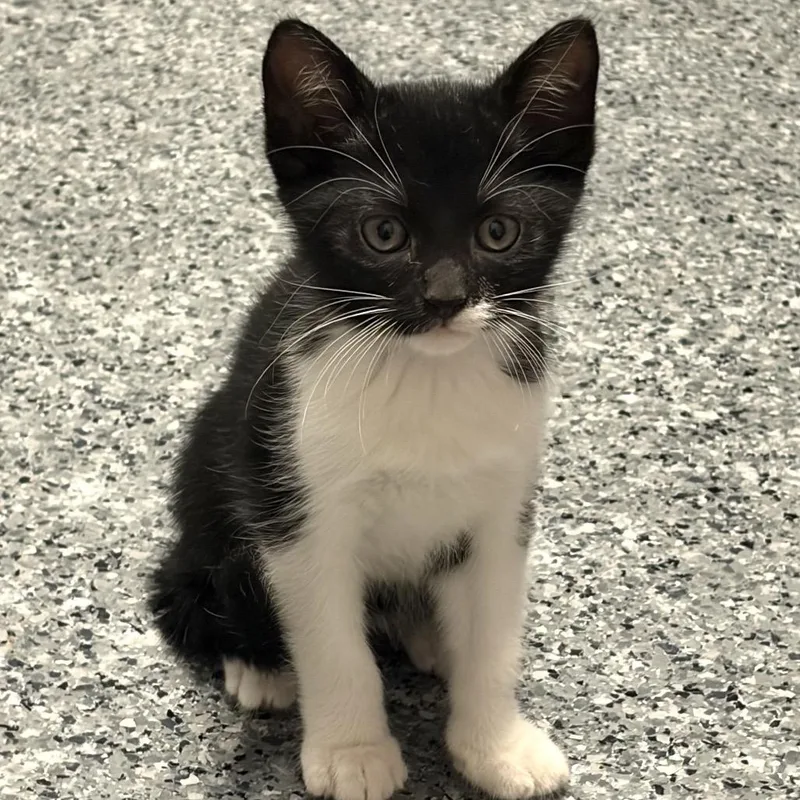 A baby medium-sized male Black & White / Tuxedo Domestic Short Hair cat named Godzilla for adoption in Circleville, OH