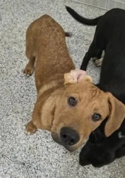 A baby medium-sized male Terrier dog named Galen for adoption in Athens, TN