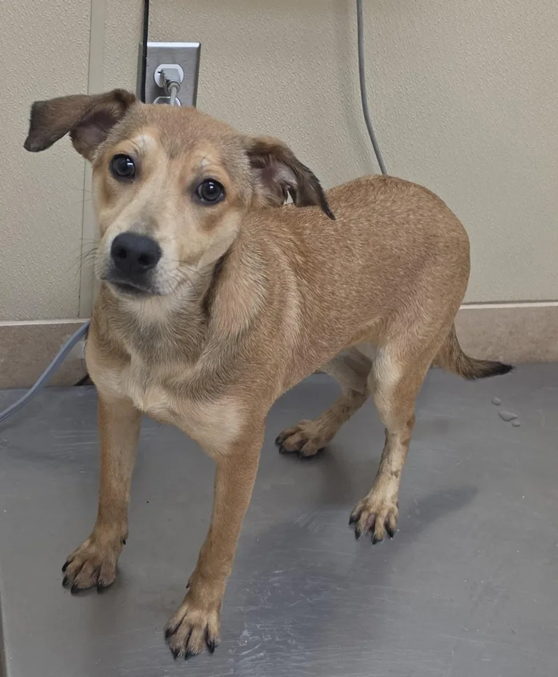 A baby medium-sized female Chesapeake Bay Retriever dog named Carolyn for adoption in Brainerd, MN