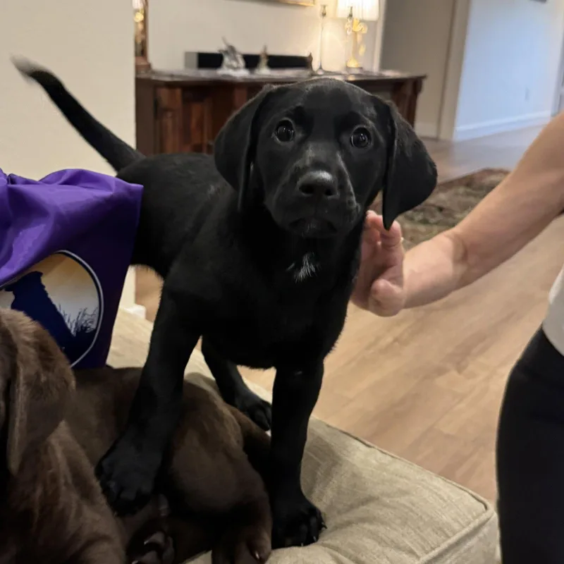 A baby large-sized female Labrador Retriever dog named Noche for adoption in Fort Worth, TX