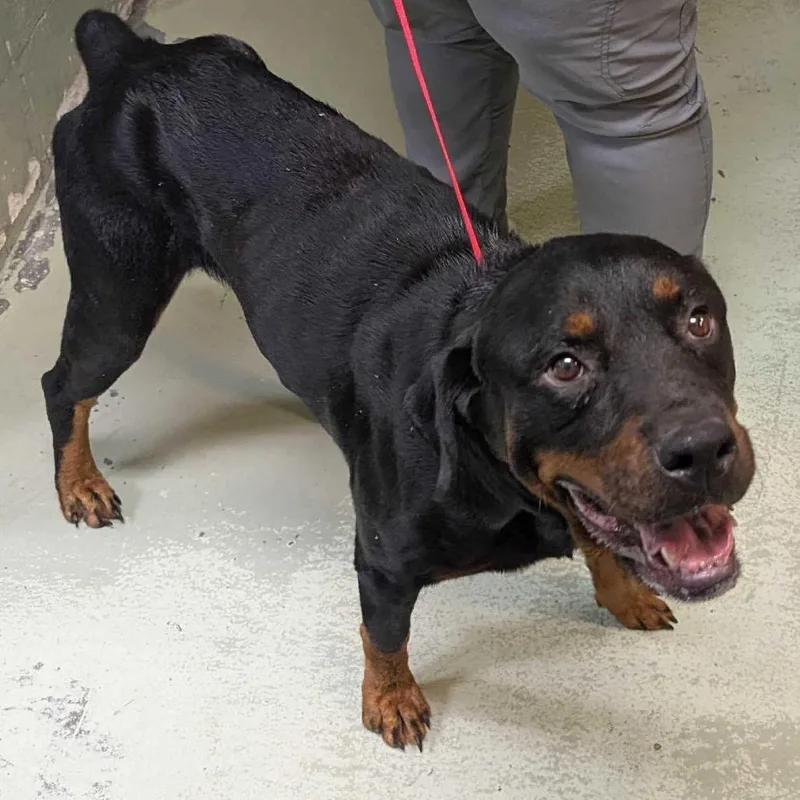 A senior large-sized male Rottweiler dog named Chester for adoption in Buffalo, MN