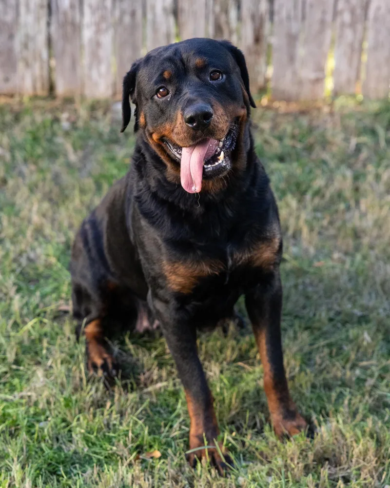An adult large-sized female Rottweiler dog named Lena for adoption in Pflugerville, TX
