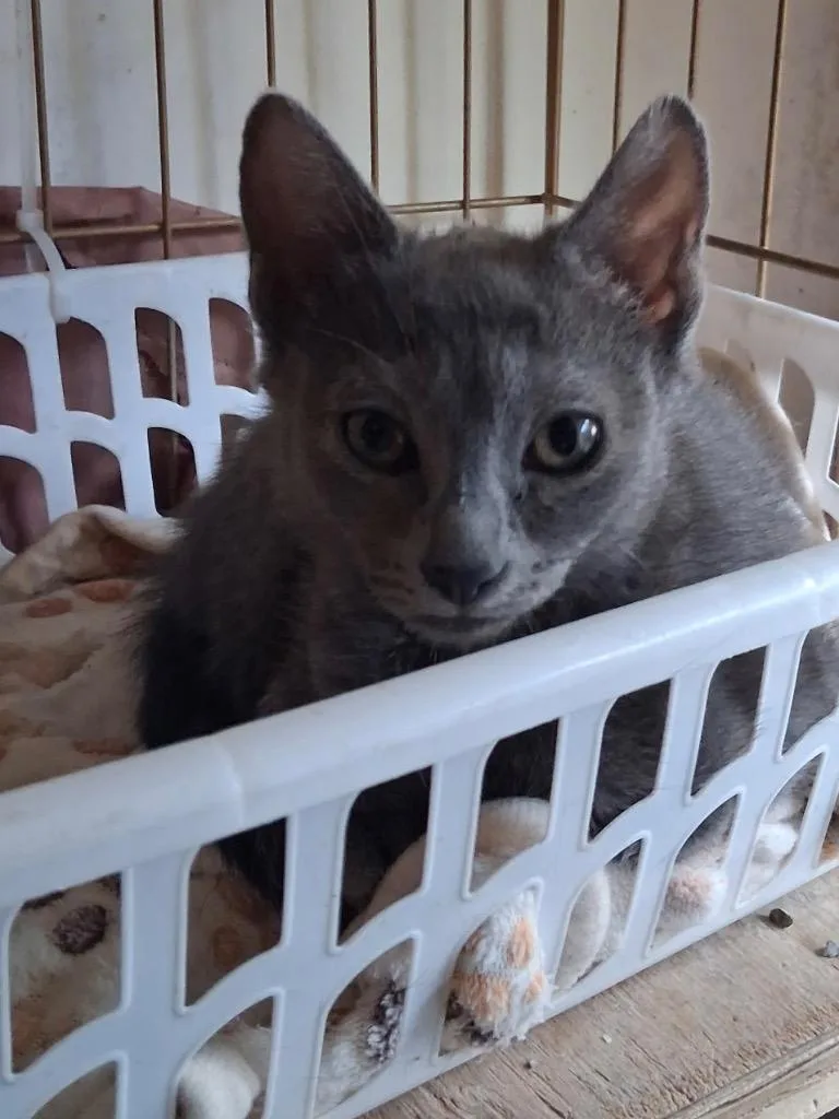 A baby small-sized female Domestic Short Hair cat named Zazzle for adoption in Ogden, UT