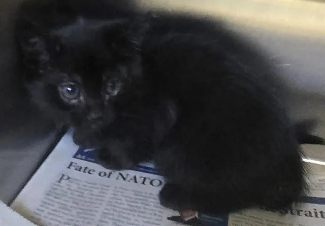 A baby medium-sized female Domestic Short Hair cat named Cat Middleton for adoption in Lancaster, CA