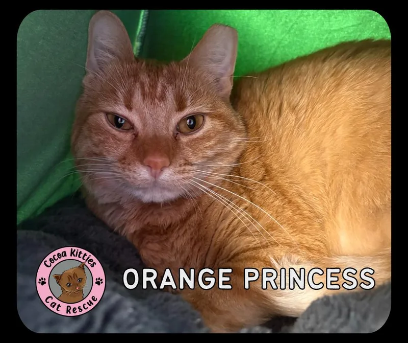 An adult large-sized female Domestic Short Hair cat named Orange Princess for adoption in Hershey, PA