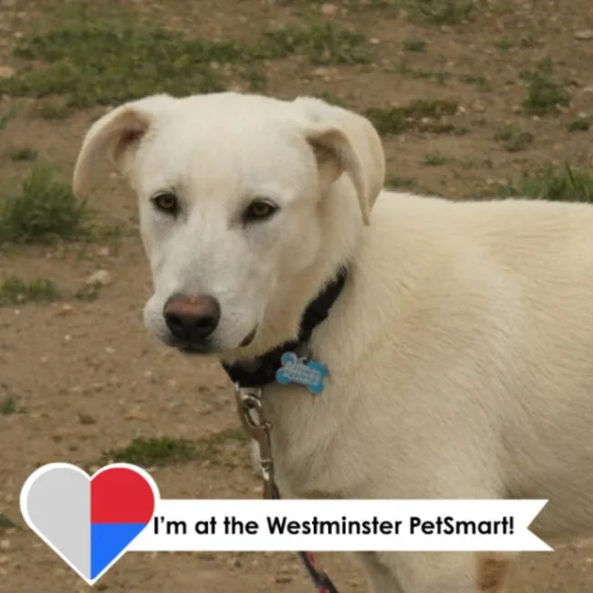 A young medium-sized male White / Cream Great Pyrenees dog named Billy Bob for adoption in Fort Collins, CO
